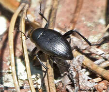 Image of Eleodes (Promus) fusiformis Le Conte 1858