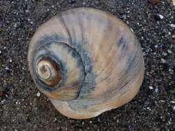 Image of Lewis' moonsnail