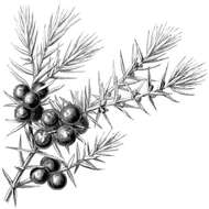 Image of Common Juniper