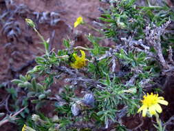 Image of Osteospermum microphyllum DC.