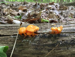 Image of Mycena leaiana (Berk.) Sacc. 1891