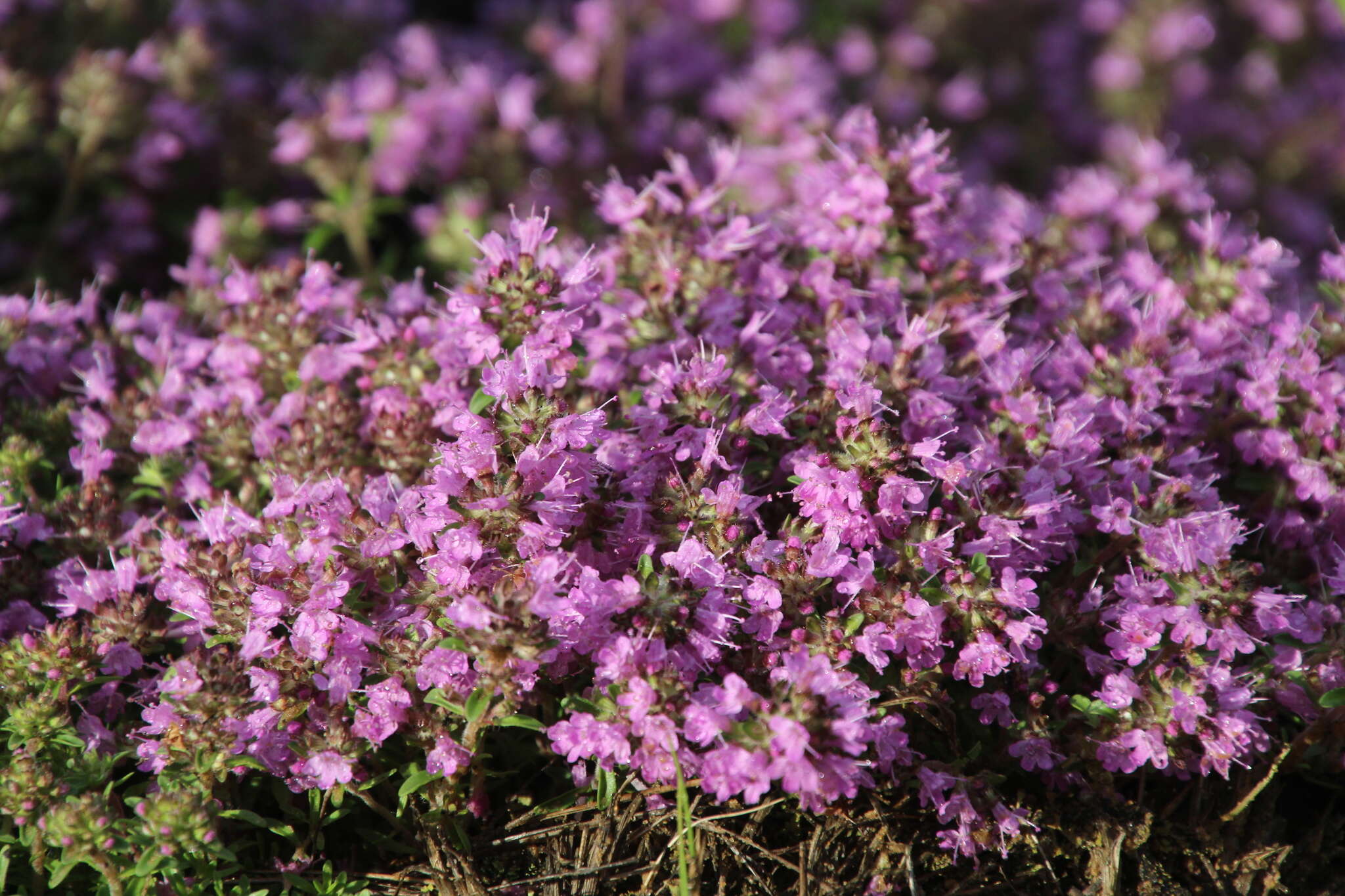 Слика од Thymus serpyllum L.