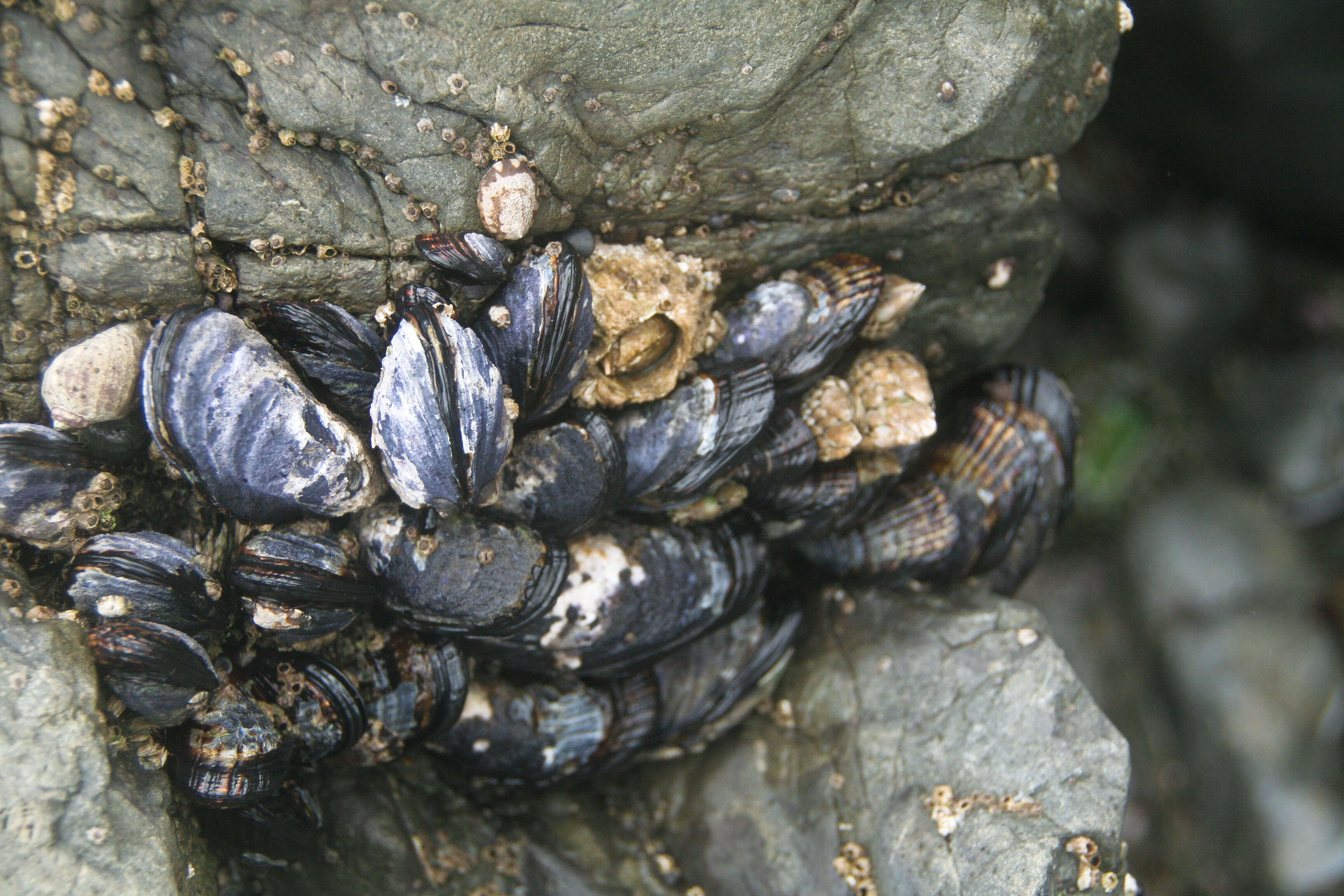 Image of California mussel