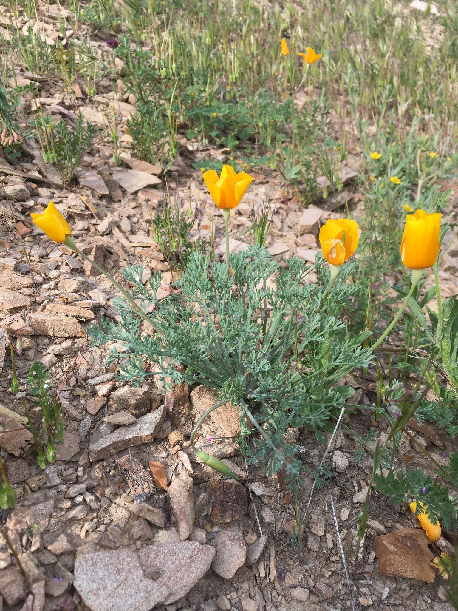 Image of San Benito poppy