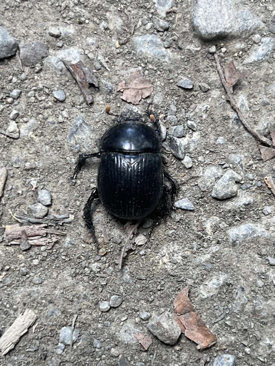 Image of Phelotrupes (Eogeotrupes) formosanus (Miwa 1930)