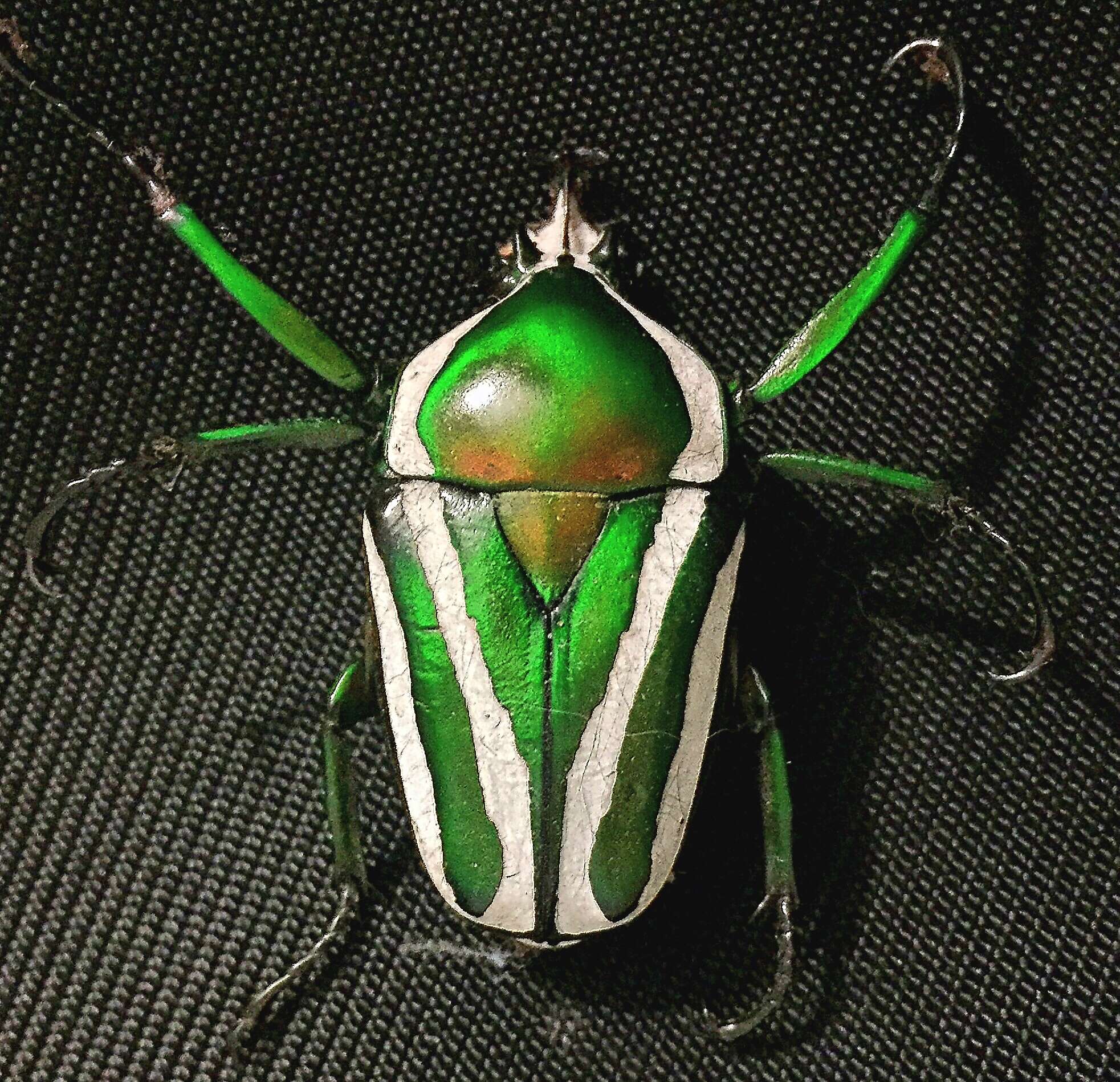 Image of Dicronorhina derbyana derbyana Westwood 1842