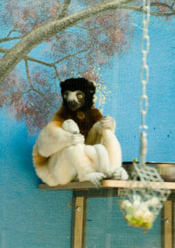 Image of Crowned Sifaka