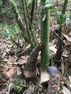 Image of wideleaf bamboo
