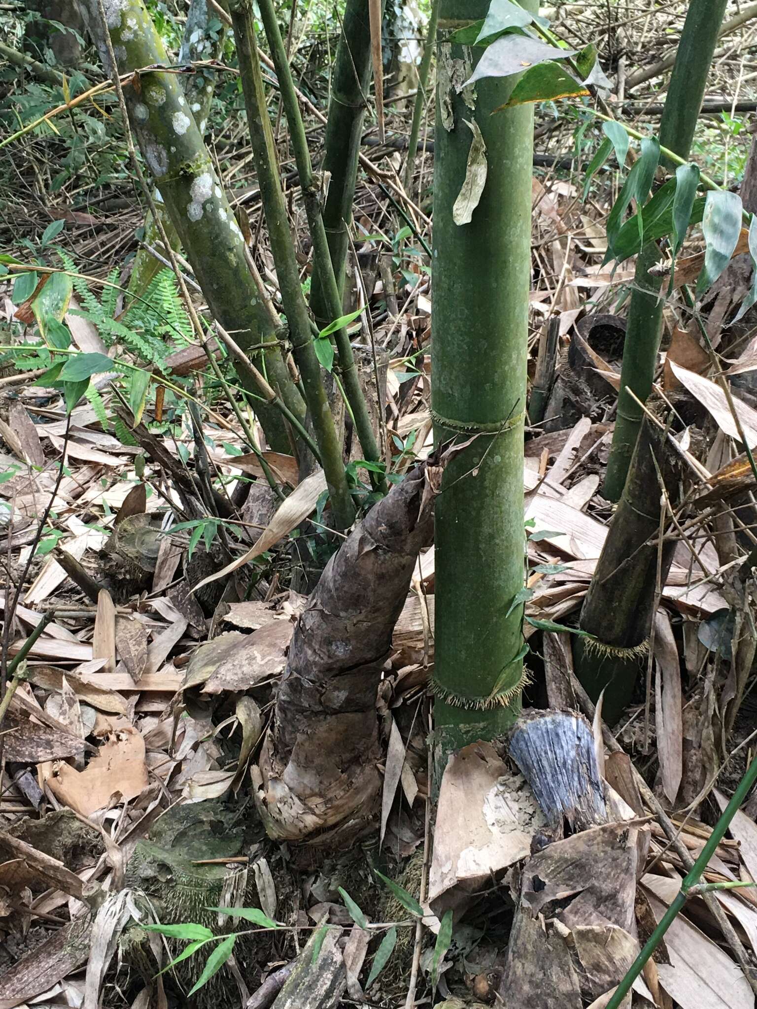 Plancia ëd Dendrocalamus latiflorus Munro