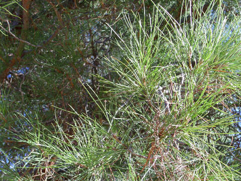 Plancia ëd Pinus pinea L.