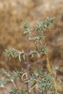 Image of Petrosimonia brachiata (Pall.) Bunge