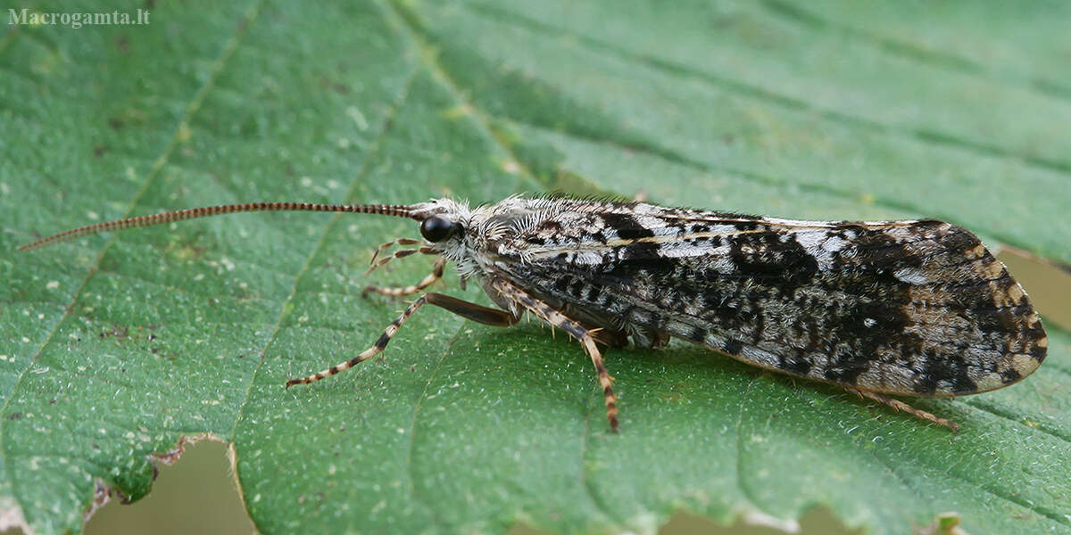 Image of Speckled Peter