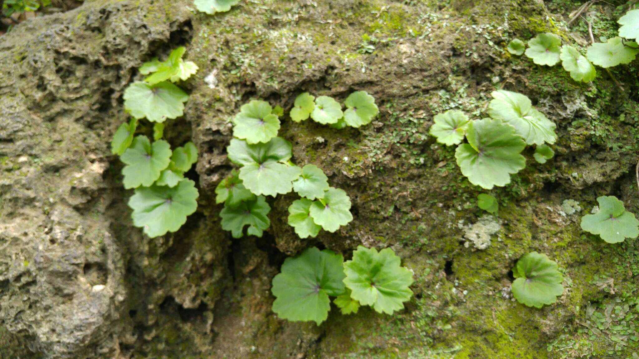 Image of Begonia uniflora S. Watson