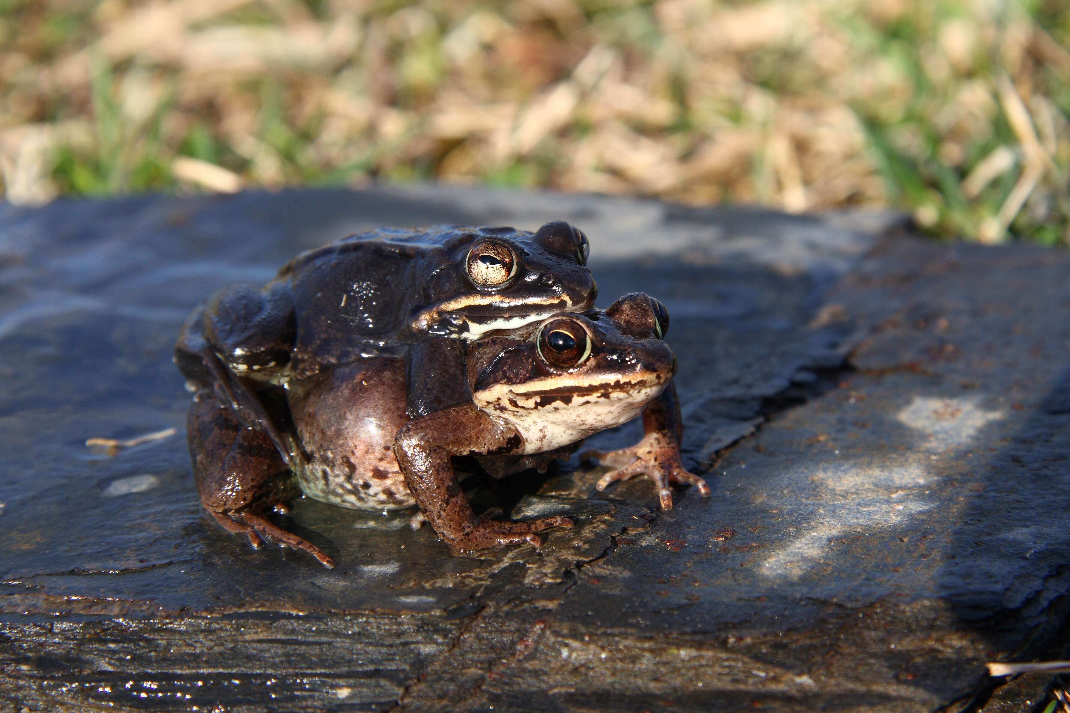 Image of Wood Frog