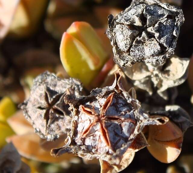 Image of Braunsia geminata (Haw.) L. Bol.