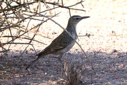 Image of Karoo Long-billed Lark