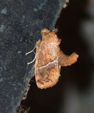 Image of Graceful Slug Moth