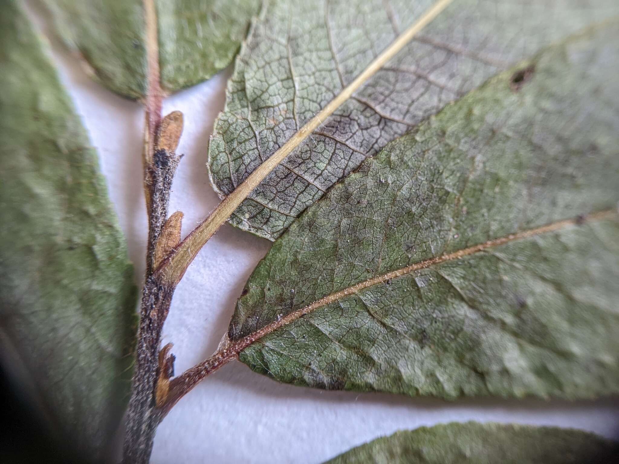 Image of firmleaf willow