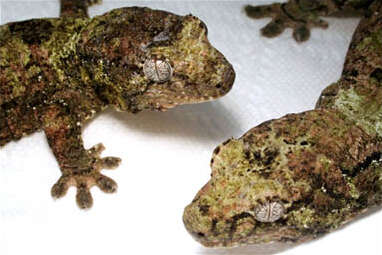 Image of Mniarogekko