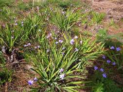 Imagem de Aristea ensifolia J. Muir