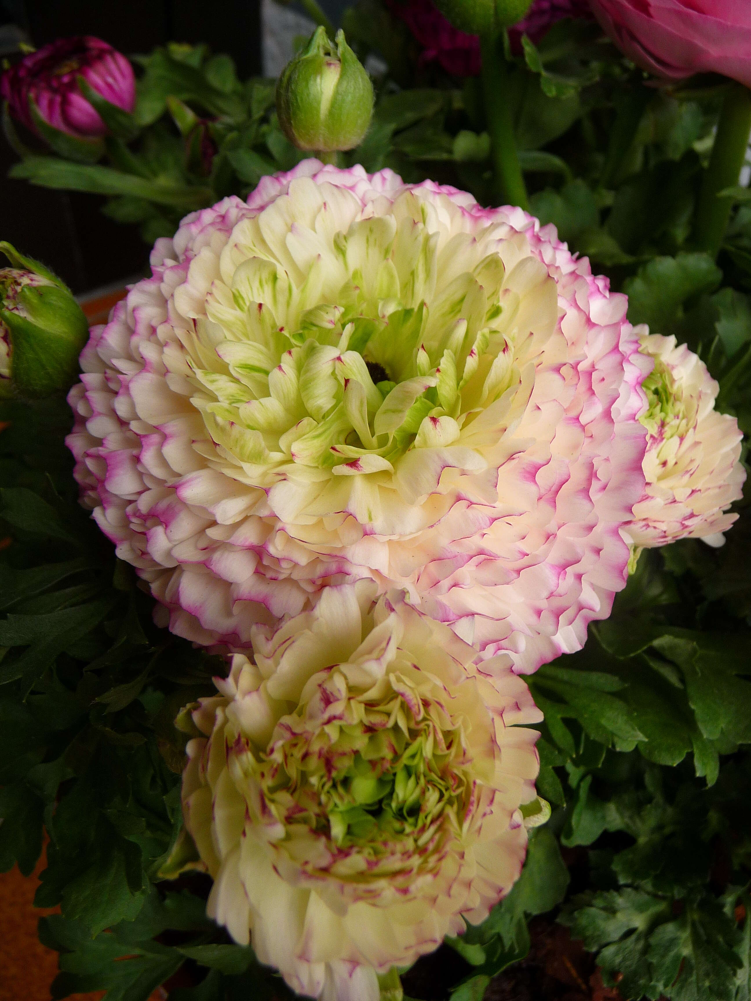 Image of Ranunculus asiaticus