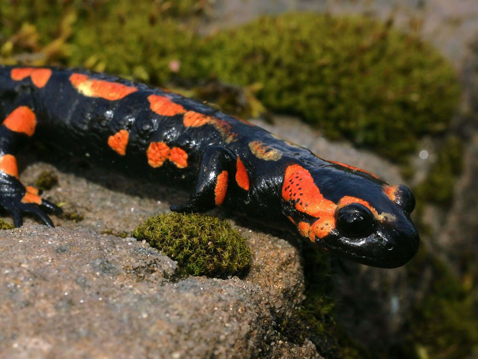 Image of Common Fire Salamander