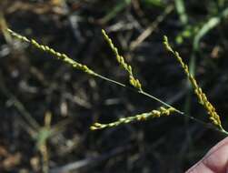 Plancia ëd Brachiaria fasciculata (Sw.) Parodi