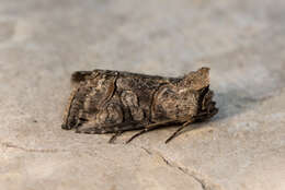 Image of Spectacled Nettle Moth