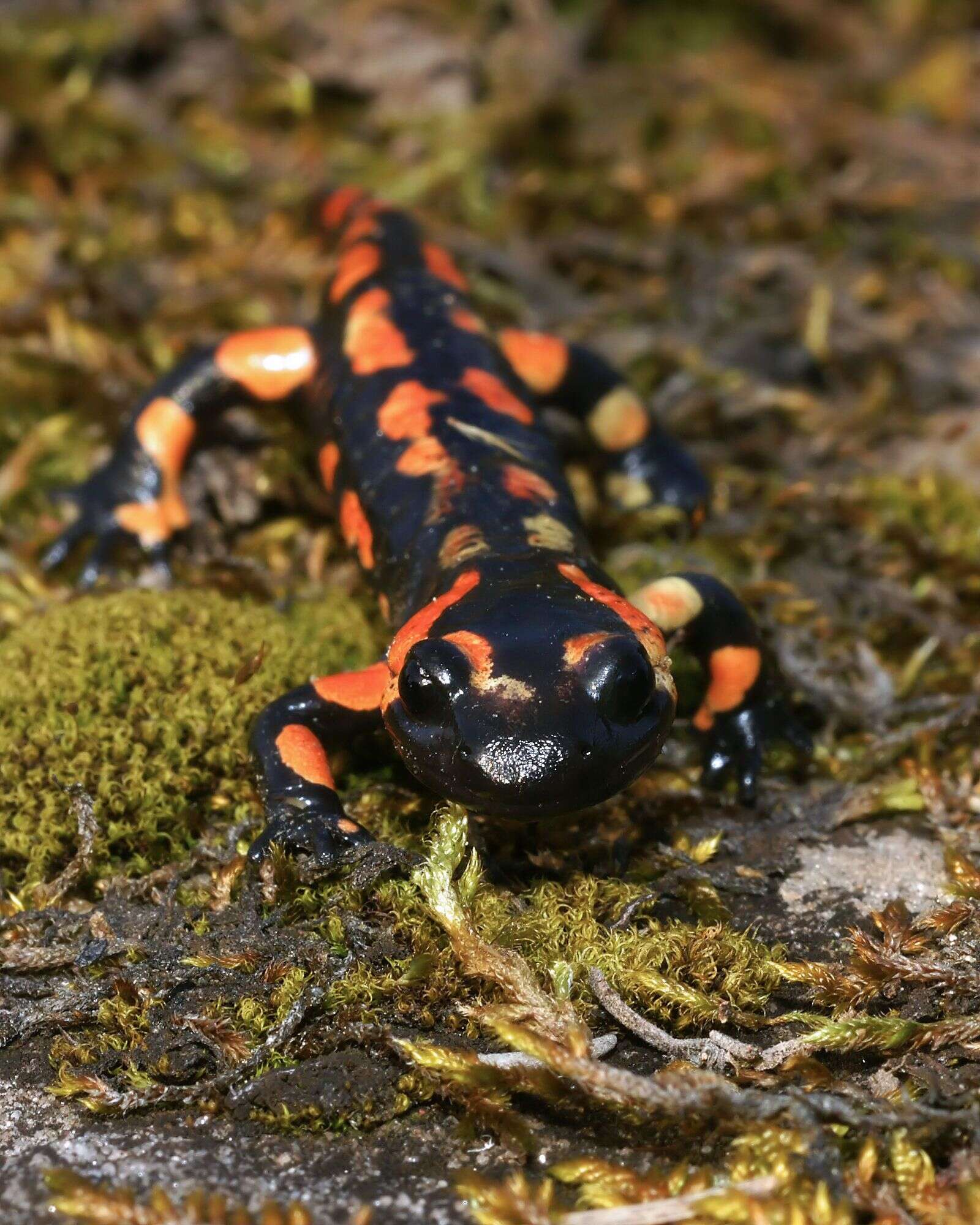 Image of Common Fire Salamander