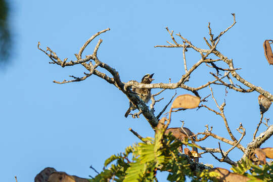 Image of Whyte's Barbet