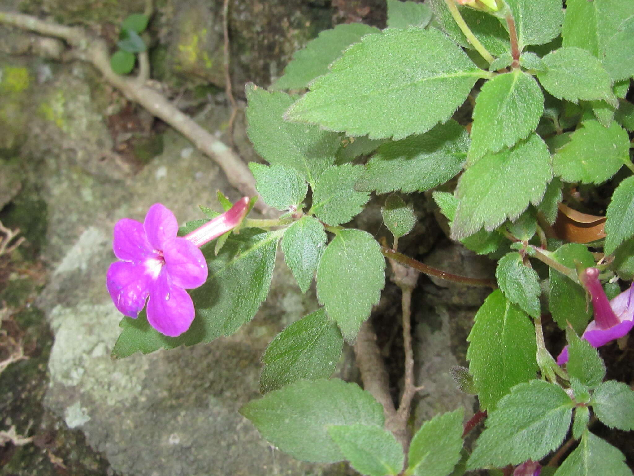 Image of Achimenes patens Benth.