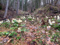 Image of black hellebore