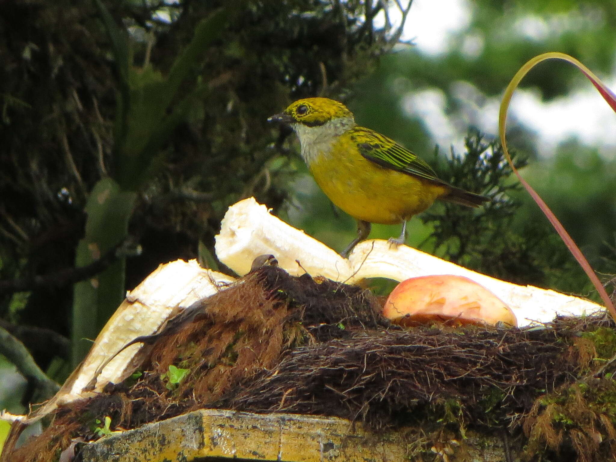 Image of Silver-throated Tanager