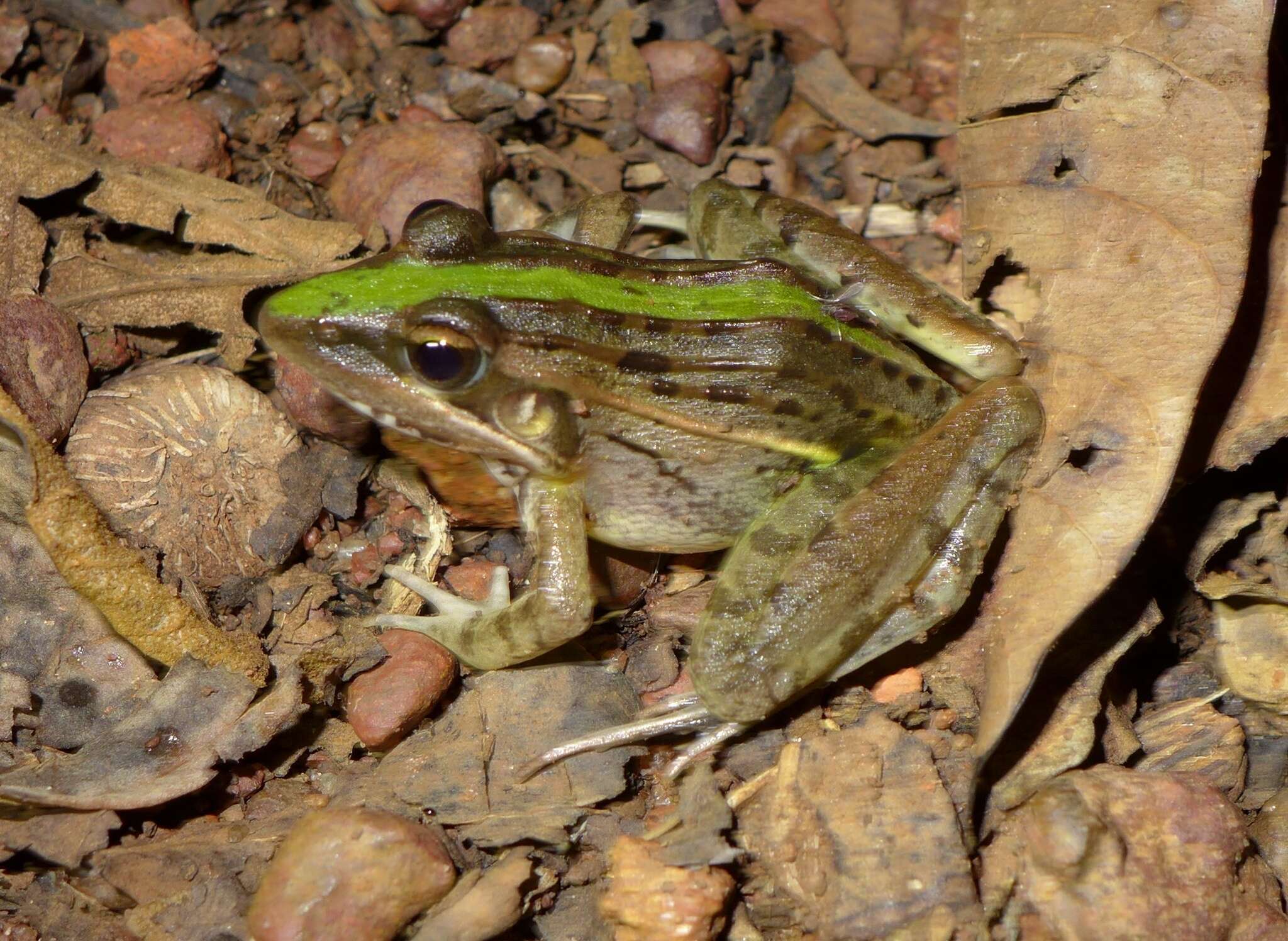 Image of Mascarene Grass Frog