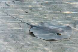 Image of Scaly Whipray