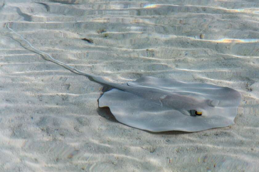 Image of Scaly Whipray