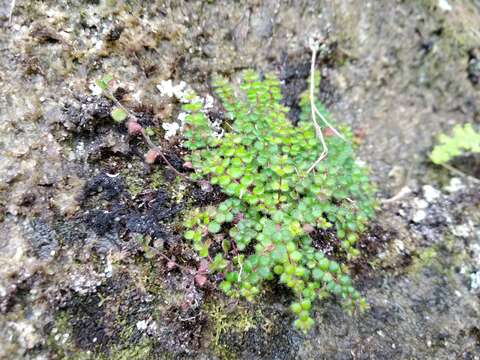 Image of Erica oxycoccifolia Salisb.