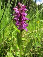 Image of Dactylorhiza cordigera (Fr.) Soó