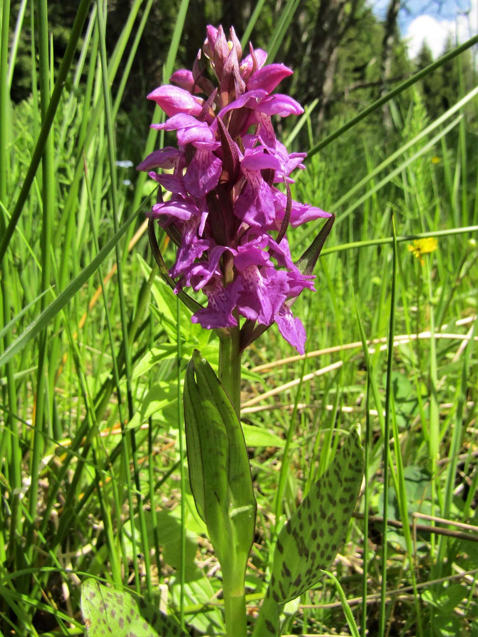 Image of Dactylorhiza cordigera (Fr.) Soó