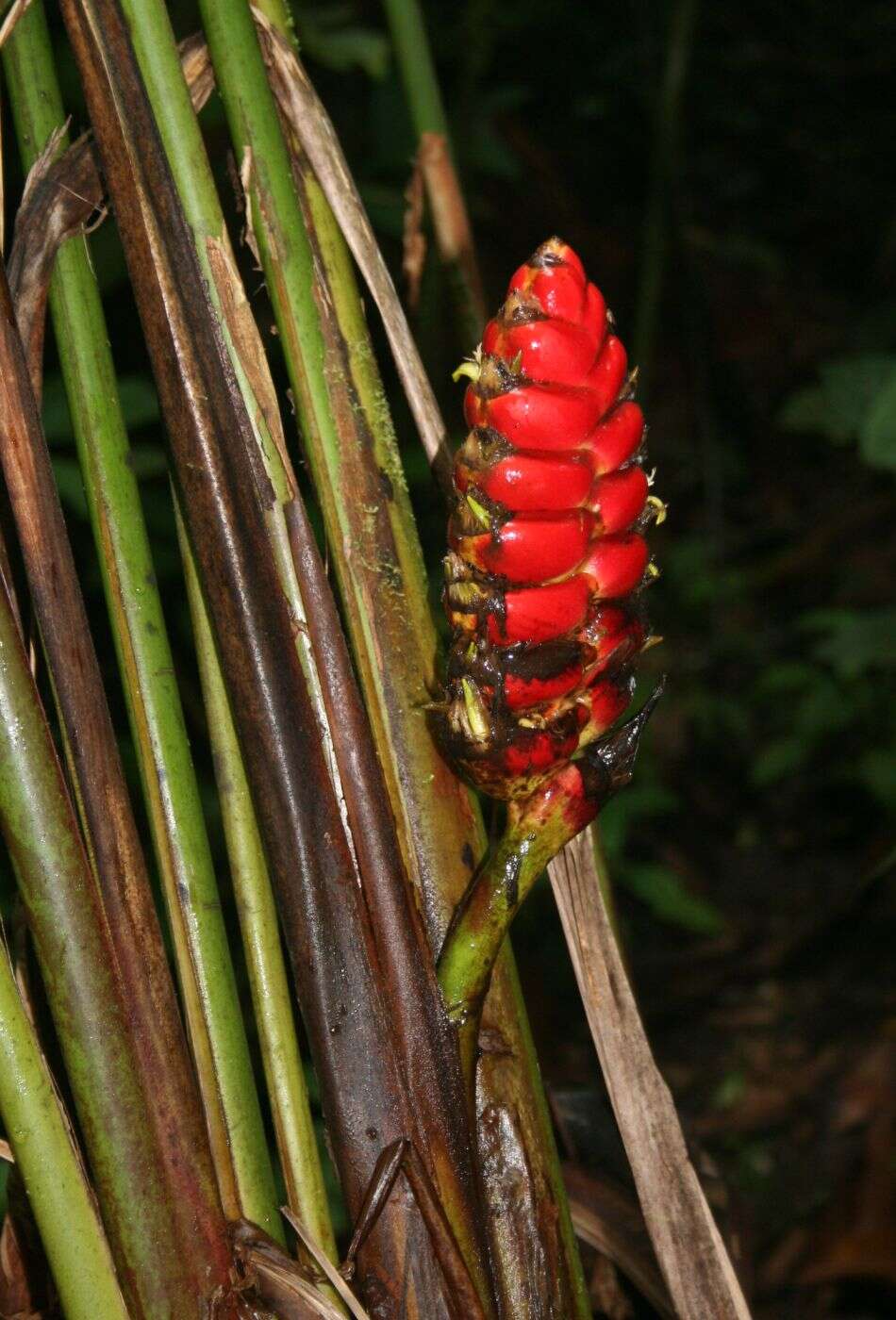 Image of lobster-claw family