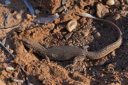 Imagem de Varanus storri Mertens 1966