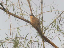 Image of Dark-billed Cuckoo