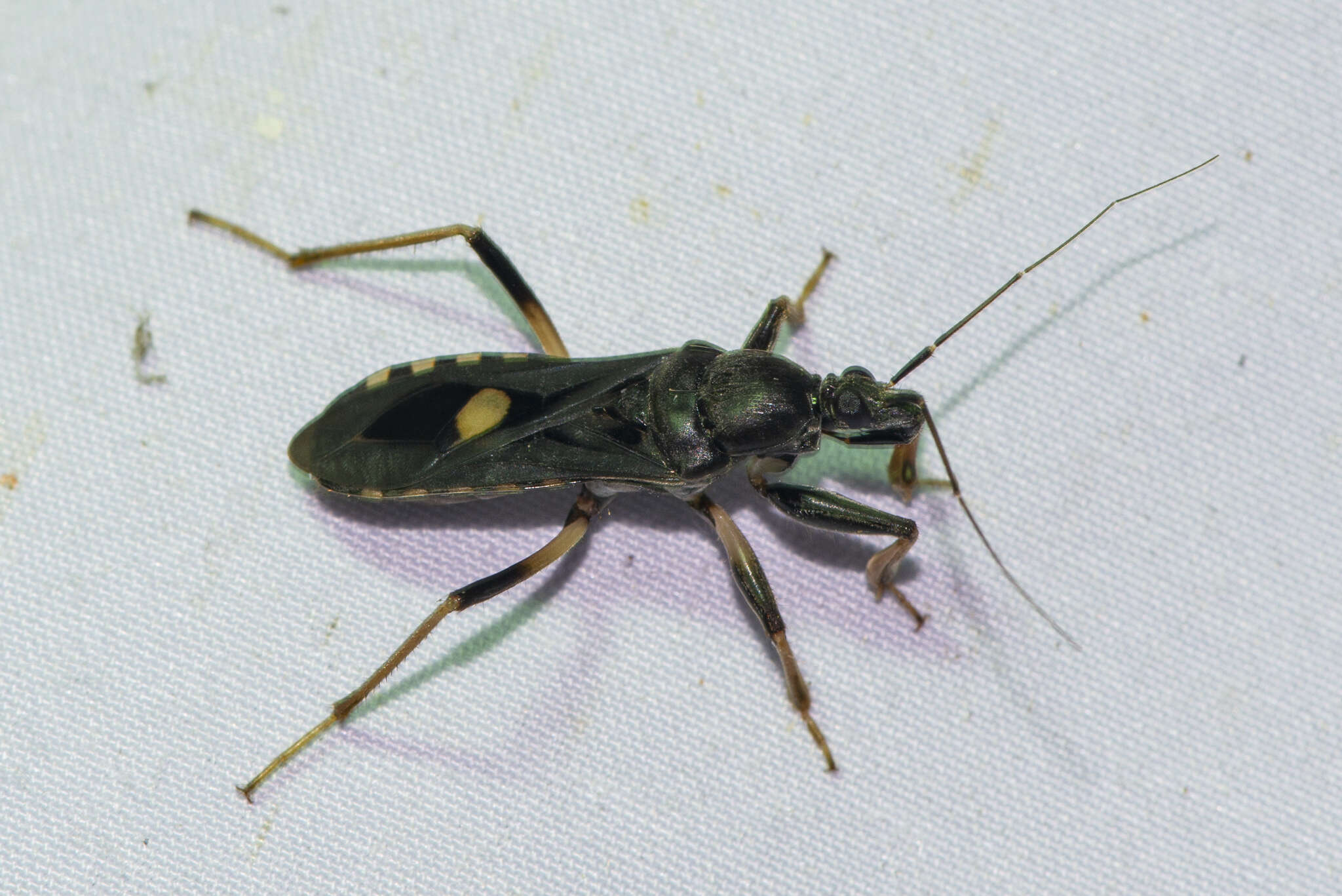 Image of Ectomocoris atrox (Stål 1855)