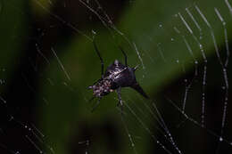 صورة Micrathena pilaton Levi 1985