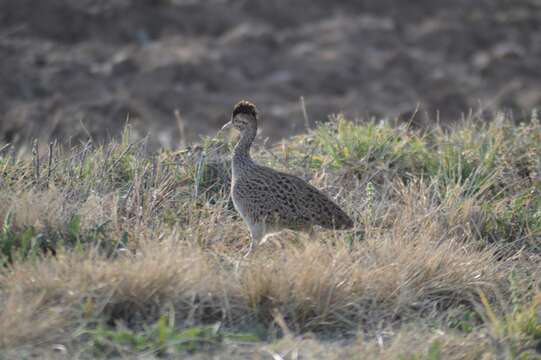 Image of Brushland Tinamou