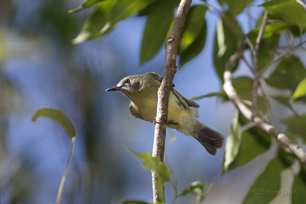 Image of Fairy Gerygone