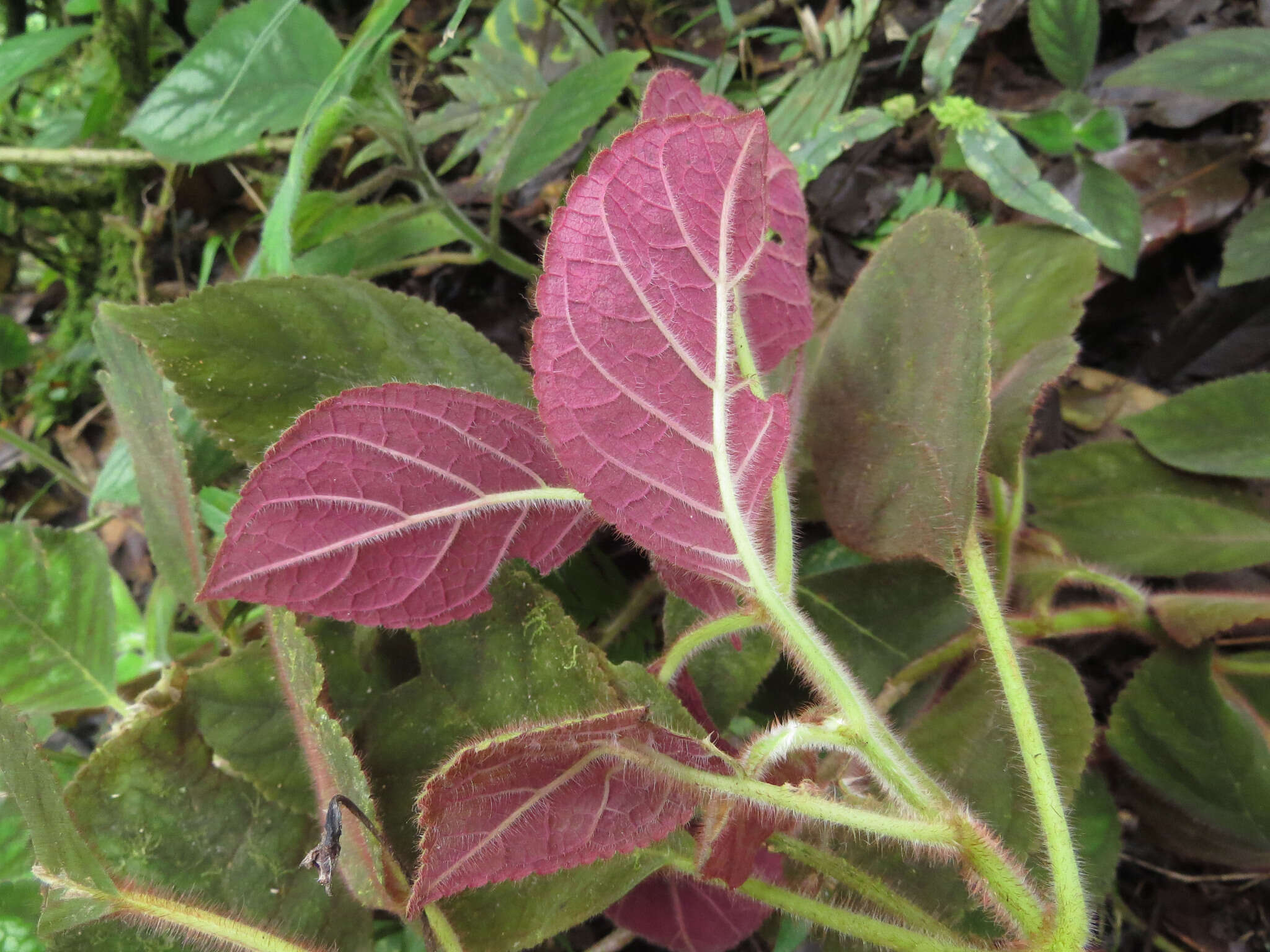 Imagem de Kohleria amabilis (Planch. & Linden) Fritsch