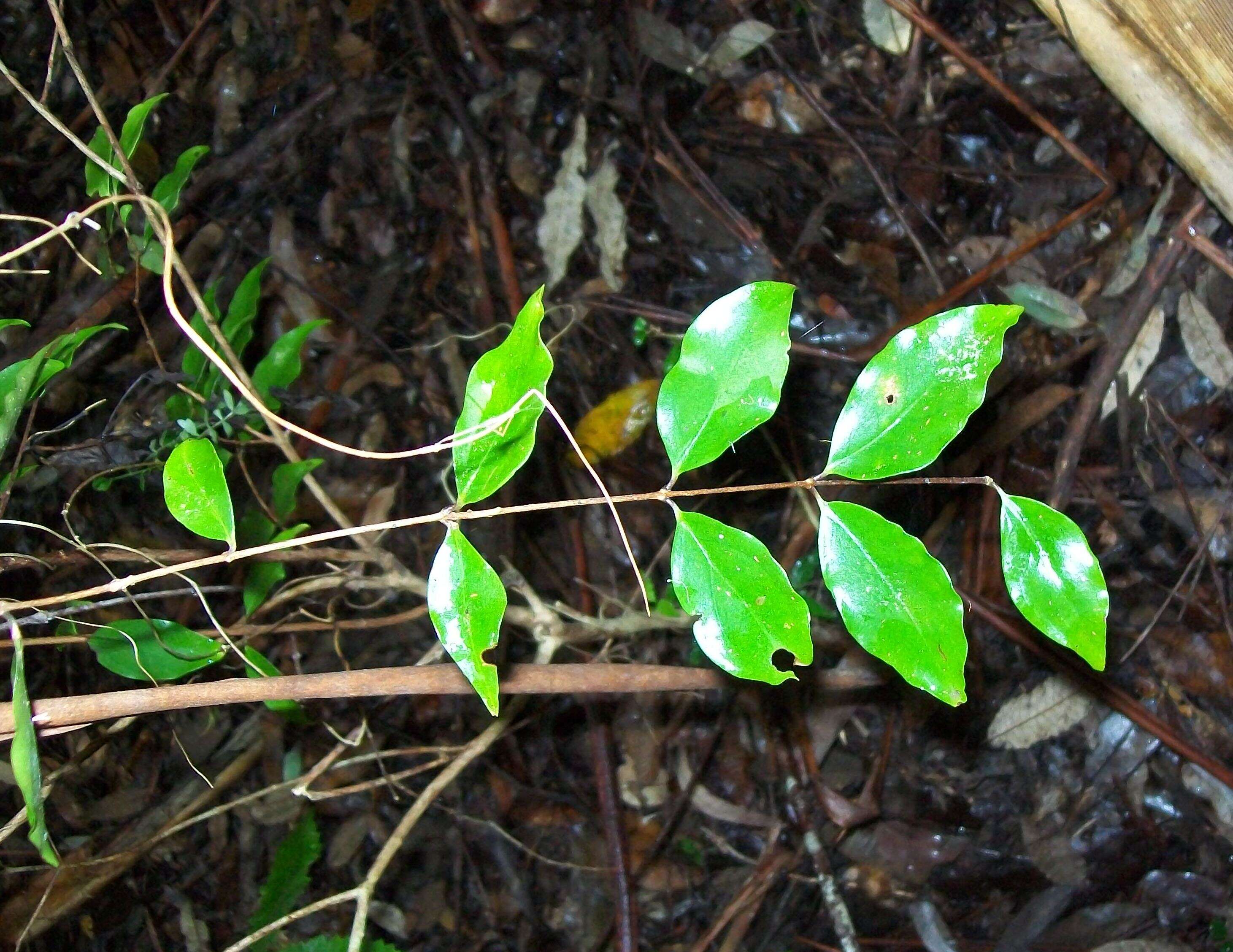 Image of Archirhodomyrtus