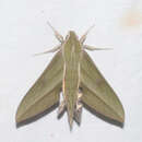 Image of Xylophanes huloti Haxaire & Vaglia 2008