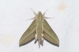 Image of Xylophanes huloti Haxaire & Vaglia 2008